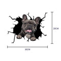 Wall decal of a bulldog peeking through a black crack with dimensions indicated.
